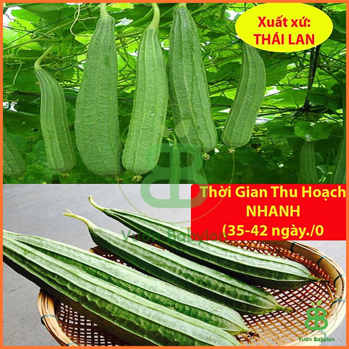 Hạt Giống Mướp Khía 3