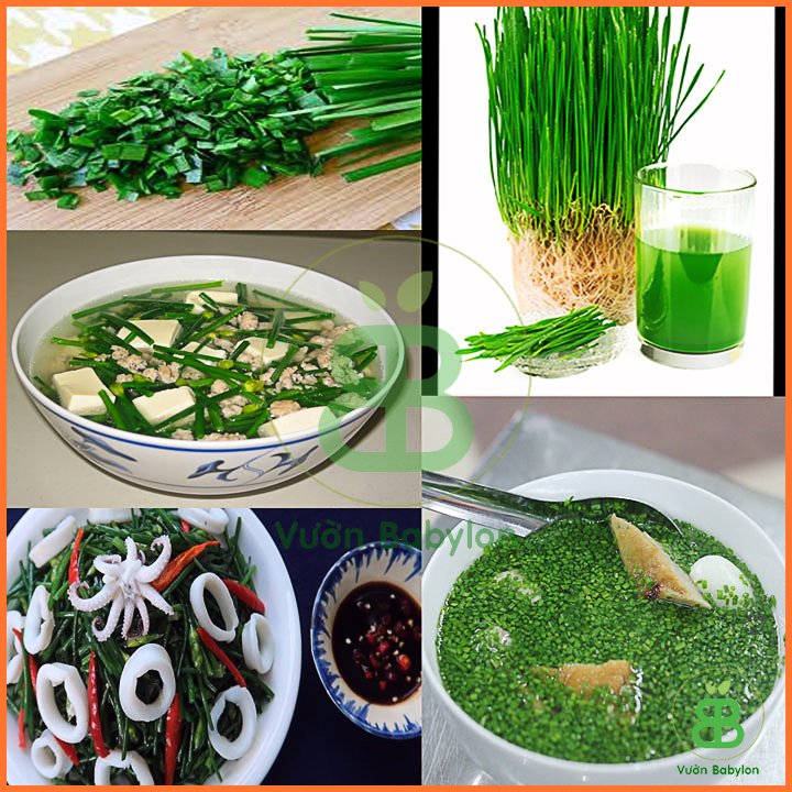 Hạt Giống Hẹ PN 2Gr 3
