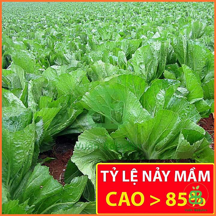 Hạt Giống Cải Bẹ Dưa Cao Sản 10Gr Siêu Giòn