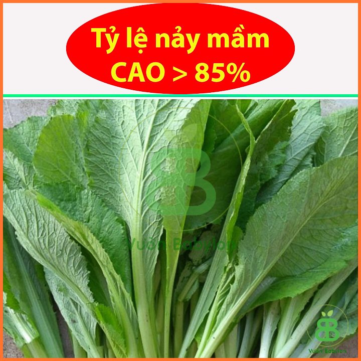 Hạt Giống Cải Bẹ Xanh Mỡ Dễ Trồng 20gr