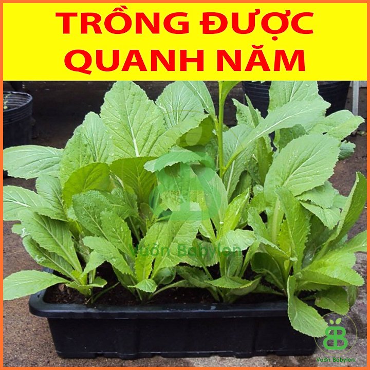 Hạt Giống Cải Bẹ Xanh Mỡ Dễ Trồng 20gr 2