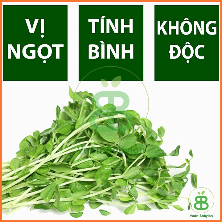Hạt Giống Mầm Đậu Hà Lan 2