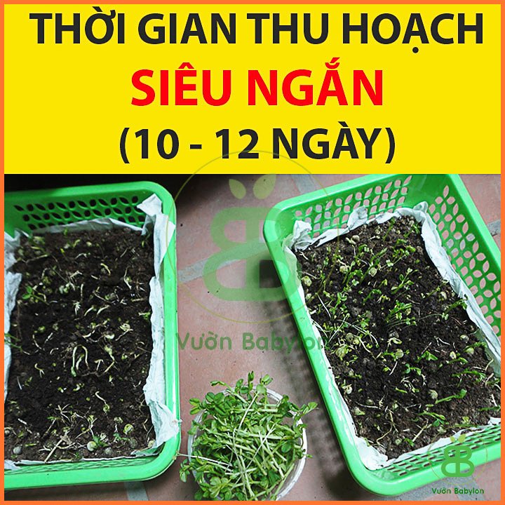 Hạt Giống Mầm Đậu Hà Lan 3
