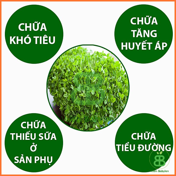 Hạt Giống Mầm Đậu Hà Lan
