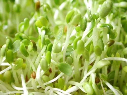 Hạt Giống Mầm Giá