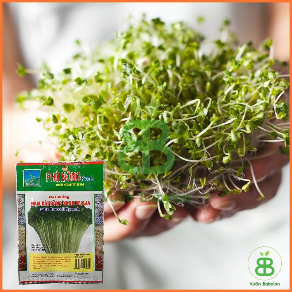 Hạt Giống Mầm Bông Cải Xanh ITALIA Phú Nông – 20Gr 3