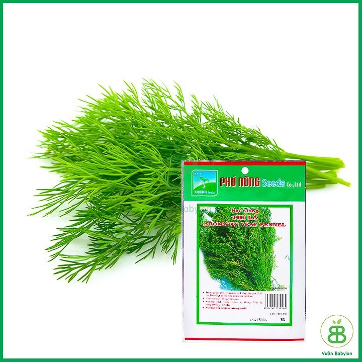 Hạt Giống Rau Thì Là 5Gr Dễ Trồng