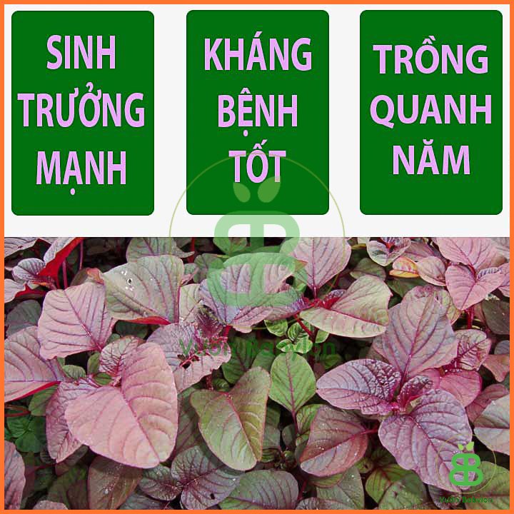 Hạt Giống Rau Dền 3 Màu Cao Sản 20GR 3