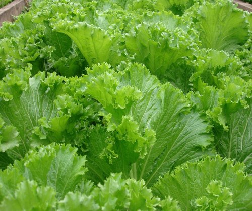 Hạt Giống Cải Bẹ Mào Gà Cao Sản 20Gr