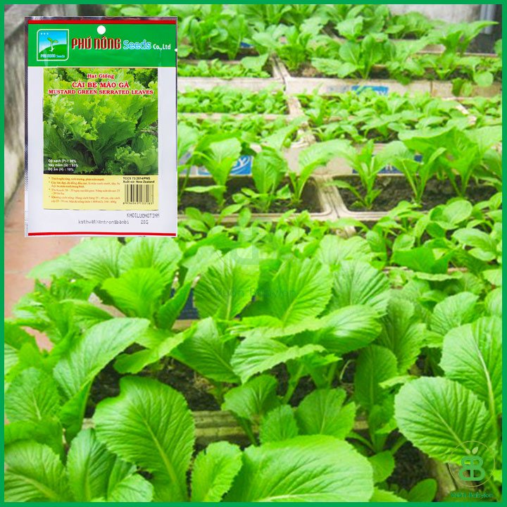 Hạt Giống Cải Bẹ Mào Gà Cao Sản 20Gr 2