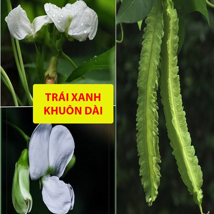 Hạt Giống Đậu Rồng Cao Sản 10Gr 2