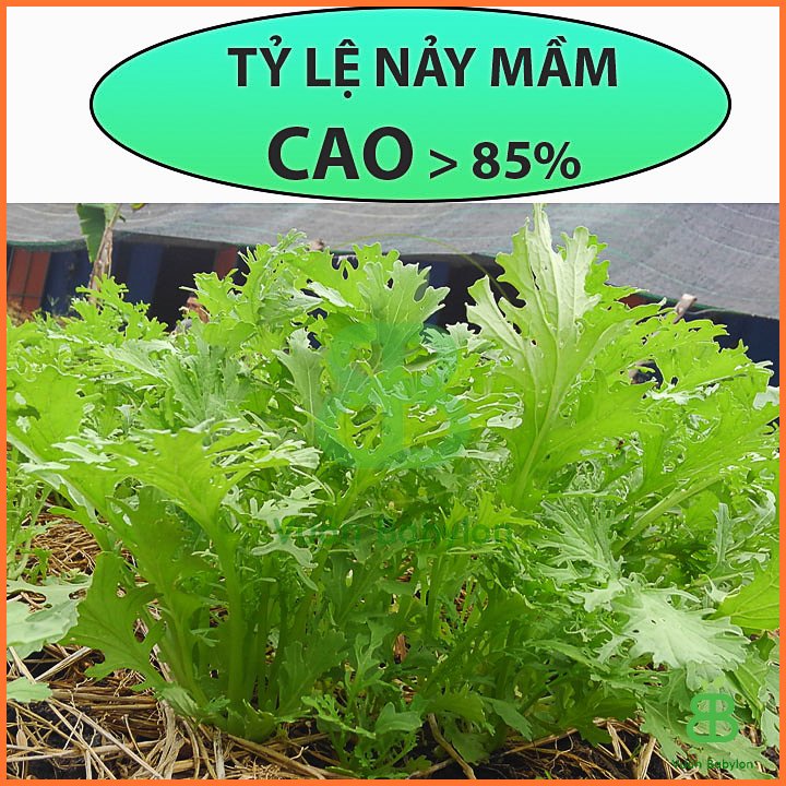 Hạt Giống Cải Đuôi Phụng 10Gr 2