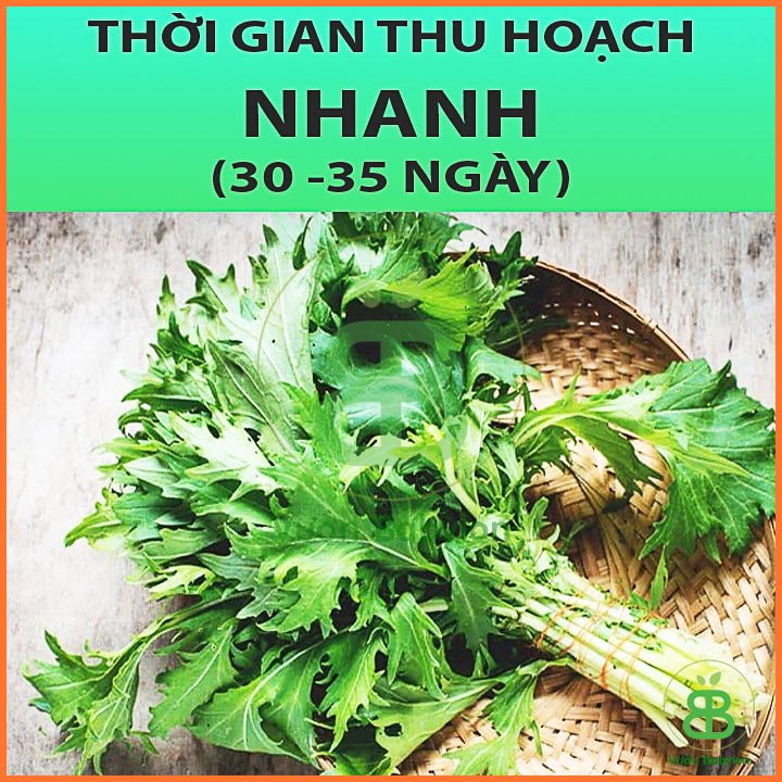 Hạt Giống Cải Đuôi Phụng 10Gr 3
