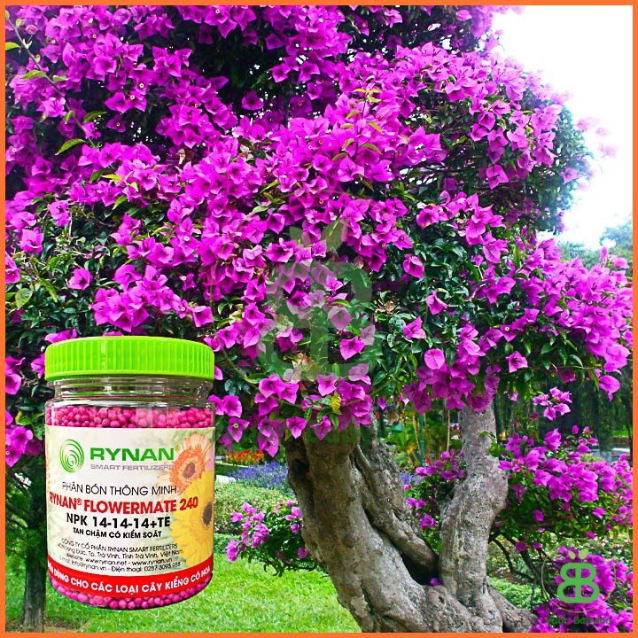 Phân Bón Thông Minh Rynan 240 (NPK 14-14-14+TE) Hũ 150Gr 3