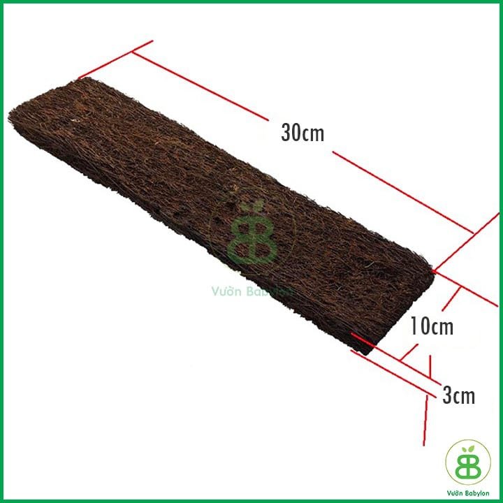 Dớn Bảng Trồng Lan 30x10cm