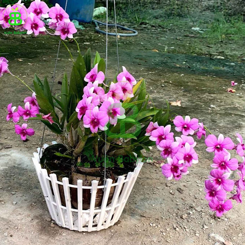 Chậu Nhựa Trồng Lan Loại Tốt Nhiều Size 3