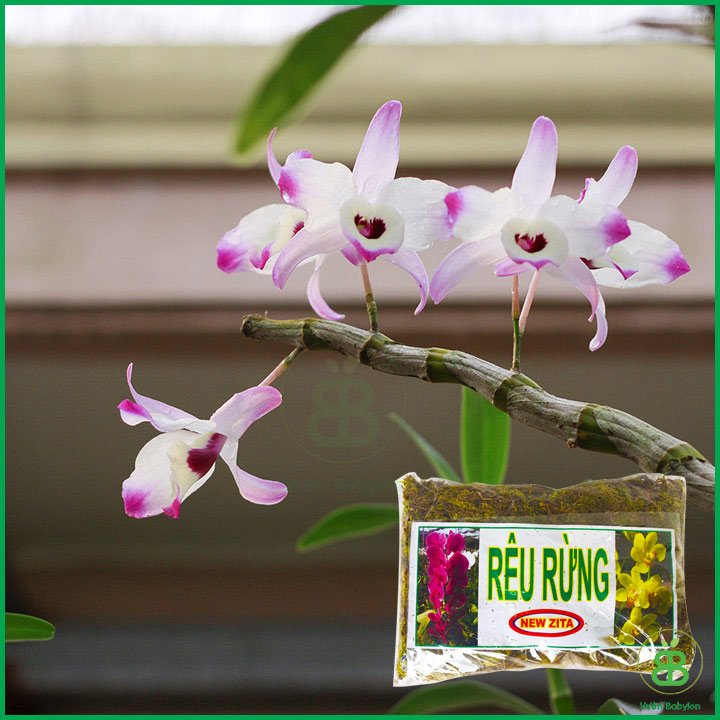 Rêu rừng New Zita (Túi 3DM3) – Rêu rừng trồng lan, giữ ẩm đất tốt 2