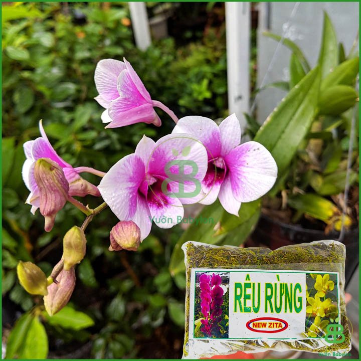 Rêu rừng New Zita (Túi 3DM3) – Rêu rừng trồng lan, giữ ẩm đất tốt 3