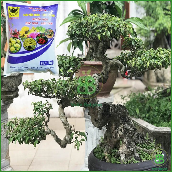 Phân NPK Đầu Trâu 15-7-17+Te (1Kg ) – Phân NPK Tím Kích Hoa Nuôi Trái 2