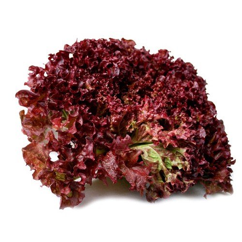 Hạt Giống Xà Lách Xoăn Tím (Lollo Rossa) 2Gr