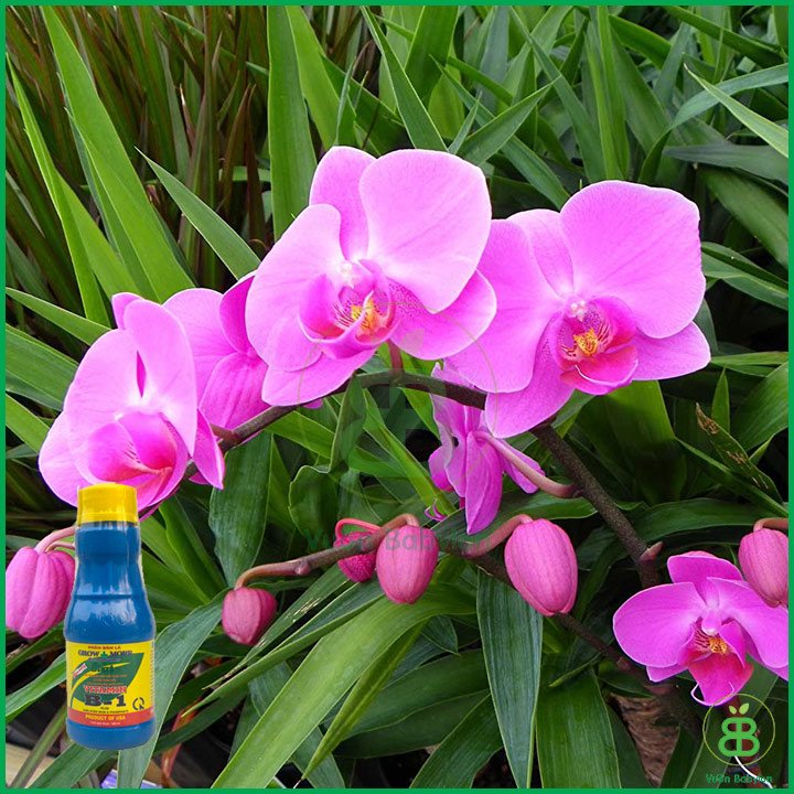 Phân Bón Lá Vitamin B1 Growmore của Mỹ 2