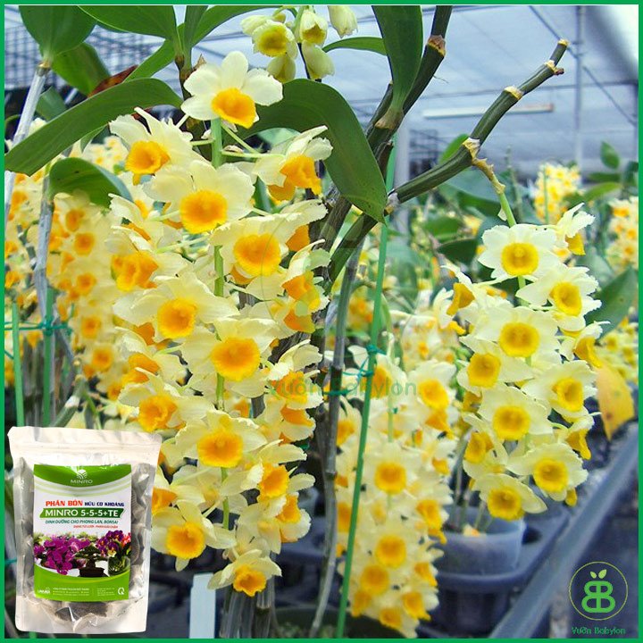 Phân Hữu Cơ Khoáng MINRO 5-5-5 TE – Giúp Cây Sinh Trưởng Khỏe Mạnh 2