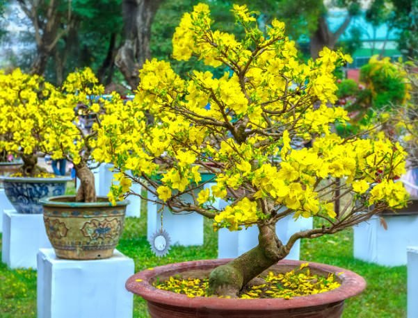 HOA MAI
