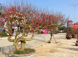 CÂY HOA ĐÀO 3