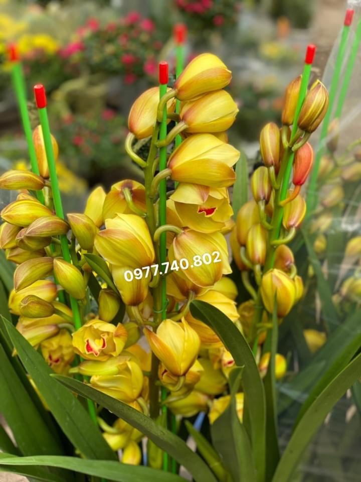 CÂY ĐỊA 2