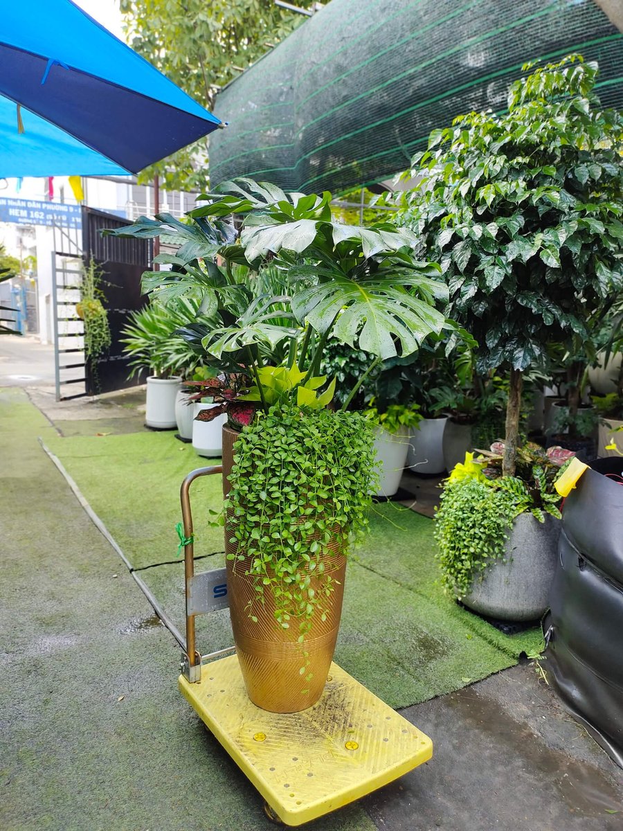 CÂY TRẦU BÀ LÁ XẺ NAM MỸ