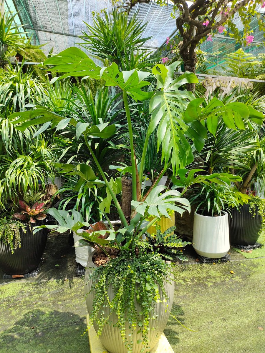 CÂY TRẦU BÀ LÁ XẺ NAM MỸ 2