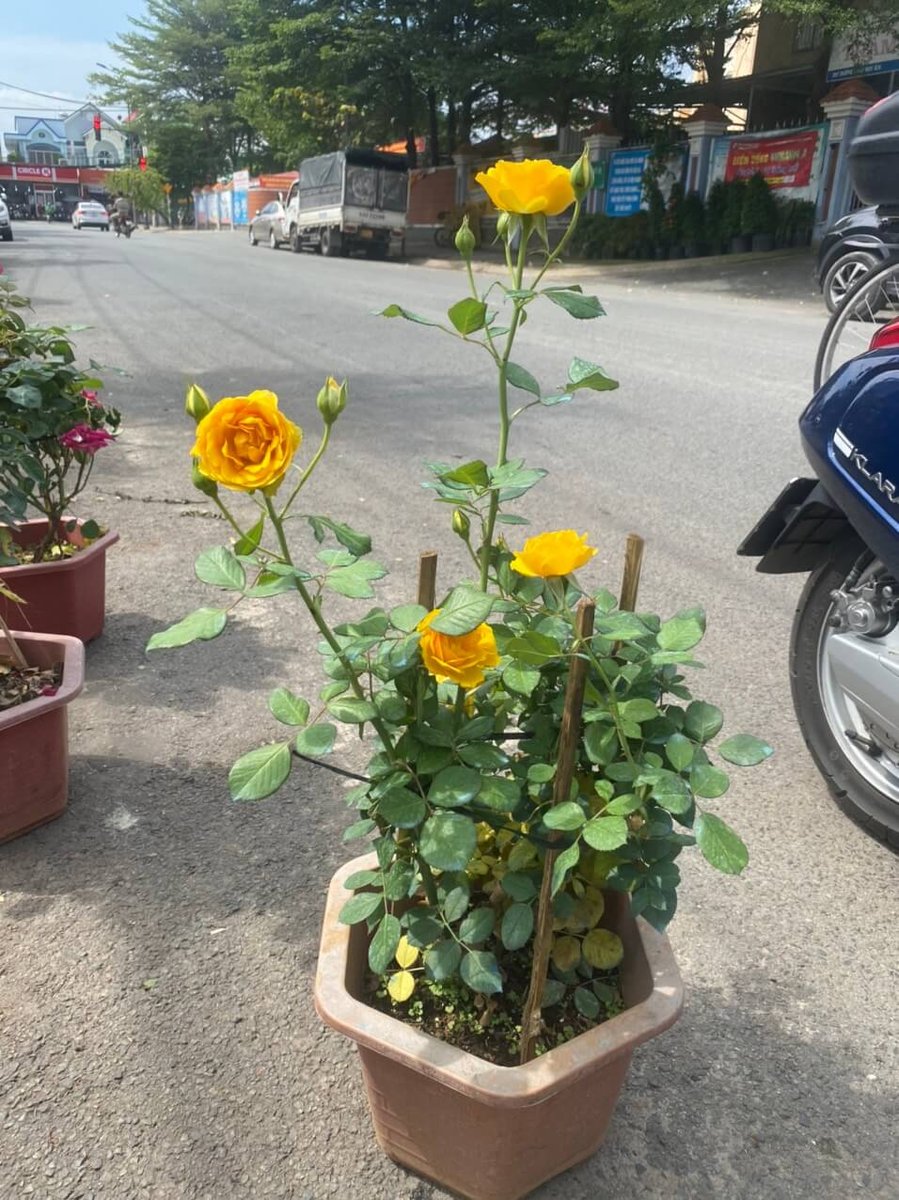 Hoa Hồng 2