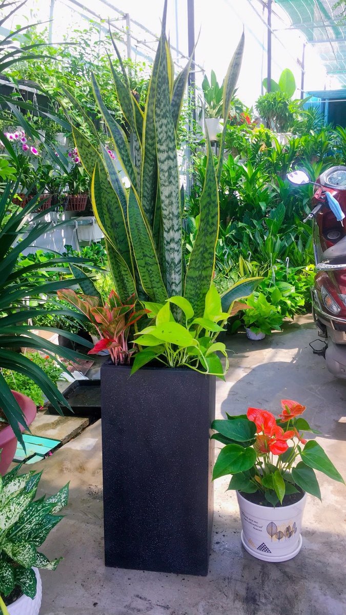 Cây lưỡi hổ – 02