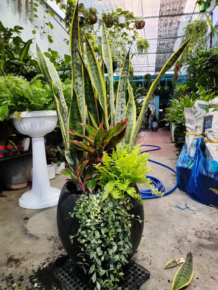 Cây lưỡi hổ – 02 3