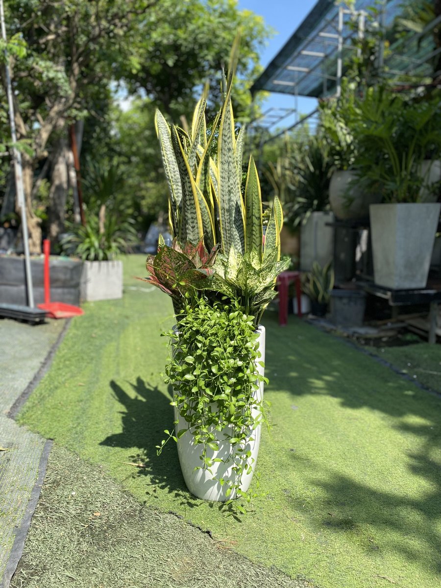 Cây lưỡi hổ – 01
