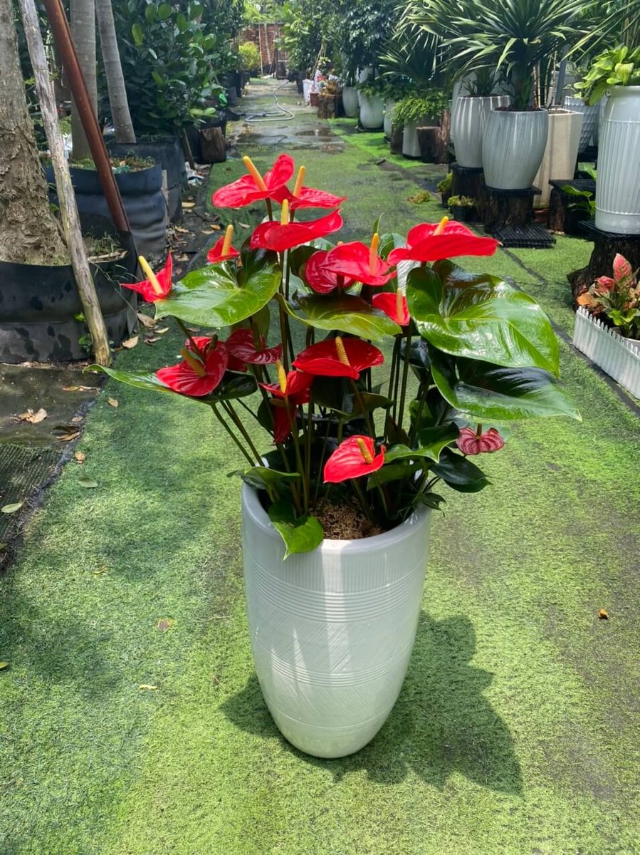 CÂY HỒNG MÔN LỚN
