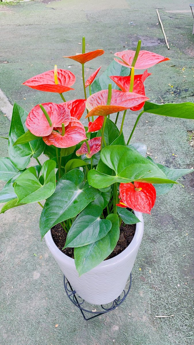 CÂY HỒNG MÔN LỚN 3