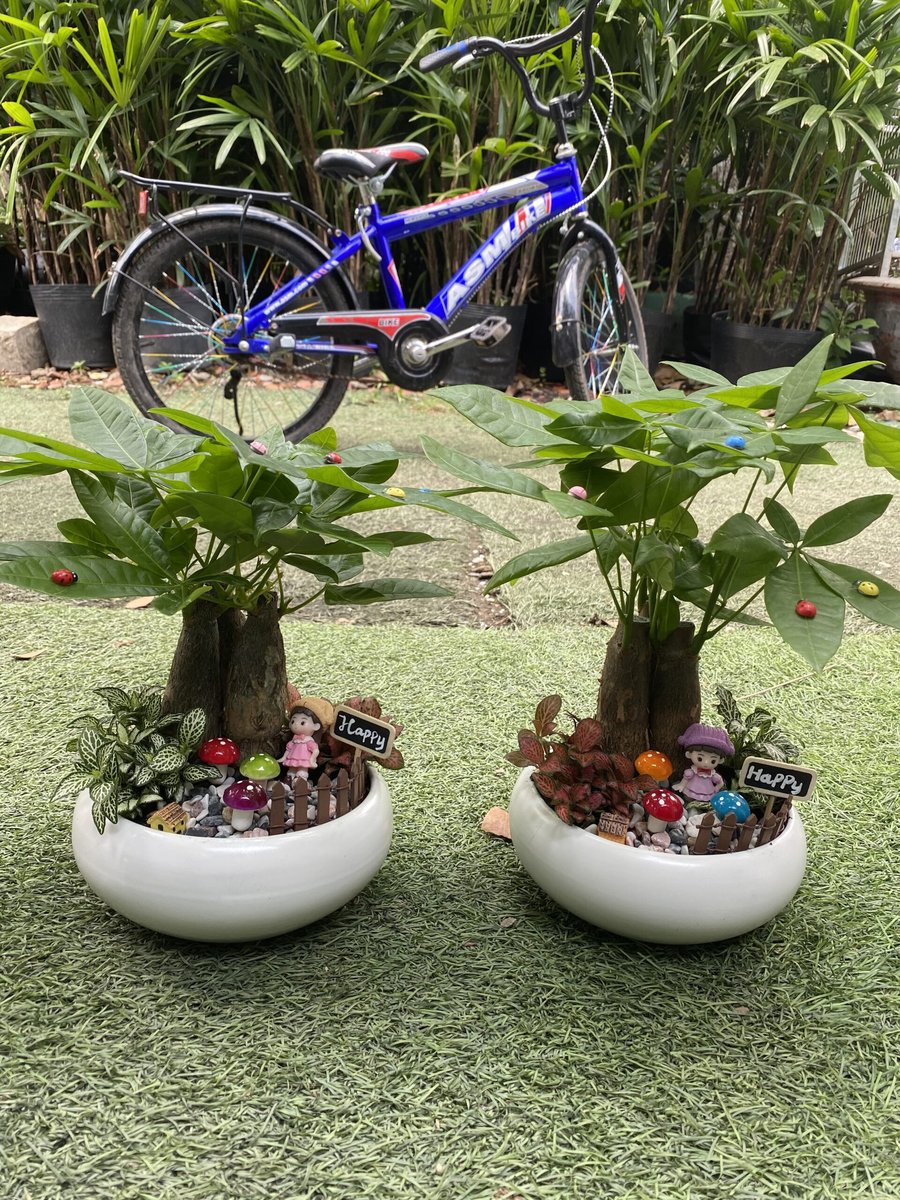 KIM NGÂN SET TIỂU CẢNH 3