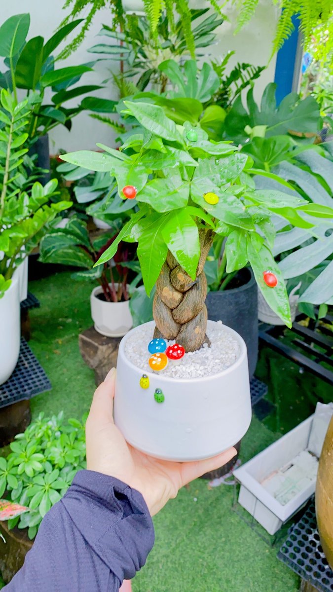 KIM NGÂN THẮT BÍM