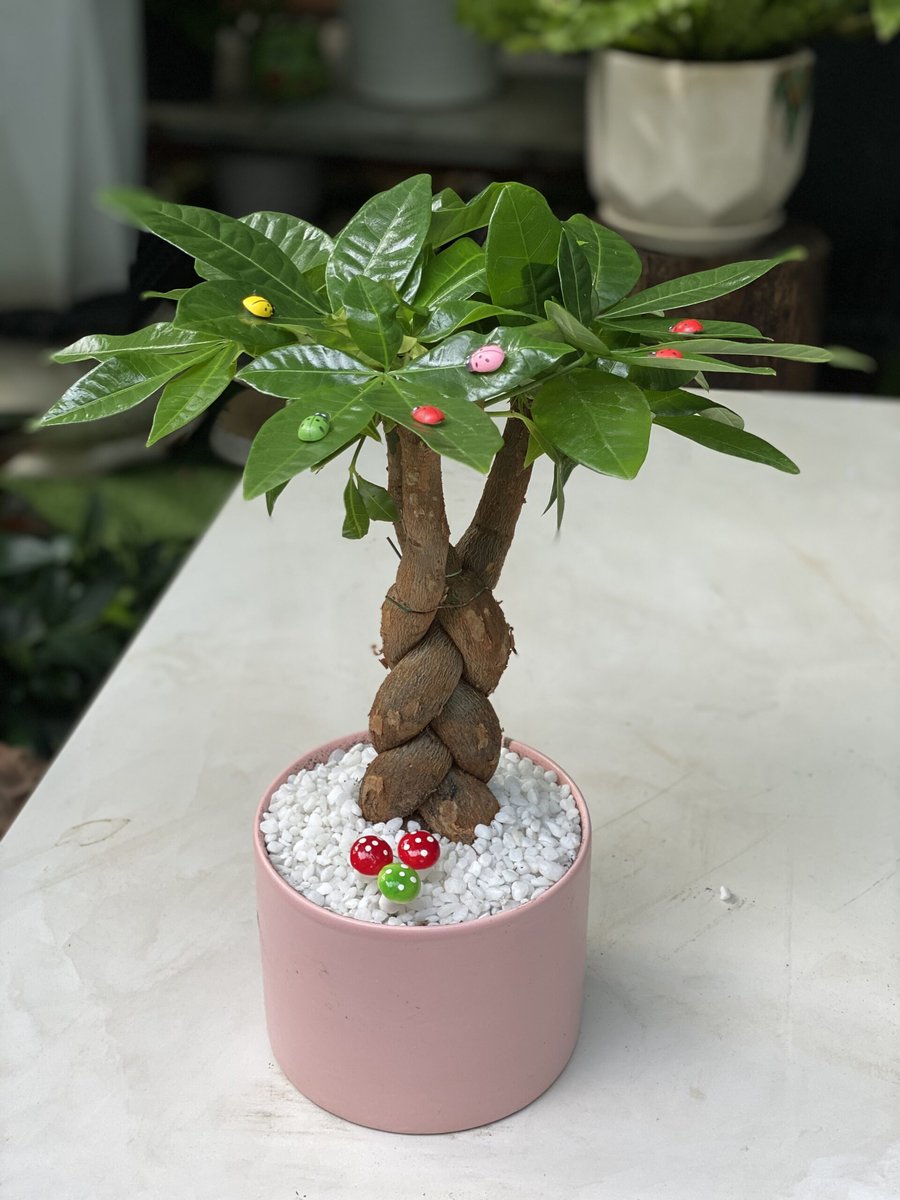 KIM NGÂN THẮT BÍM 3