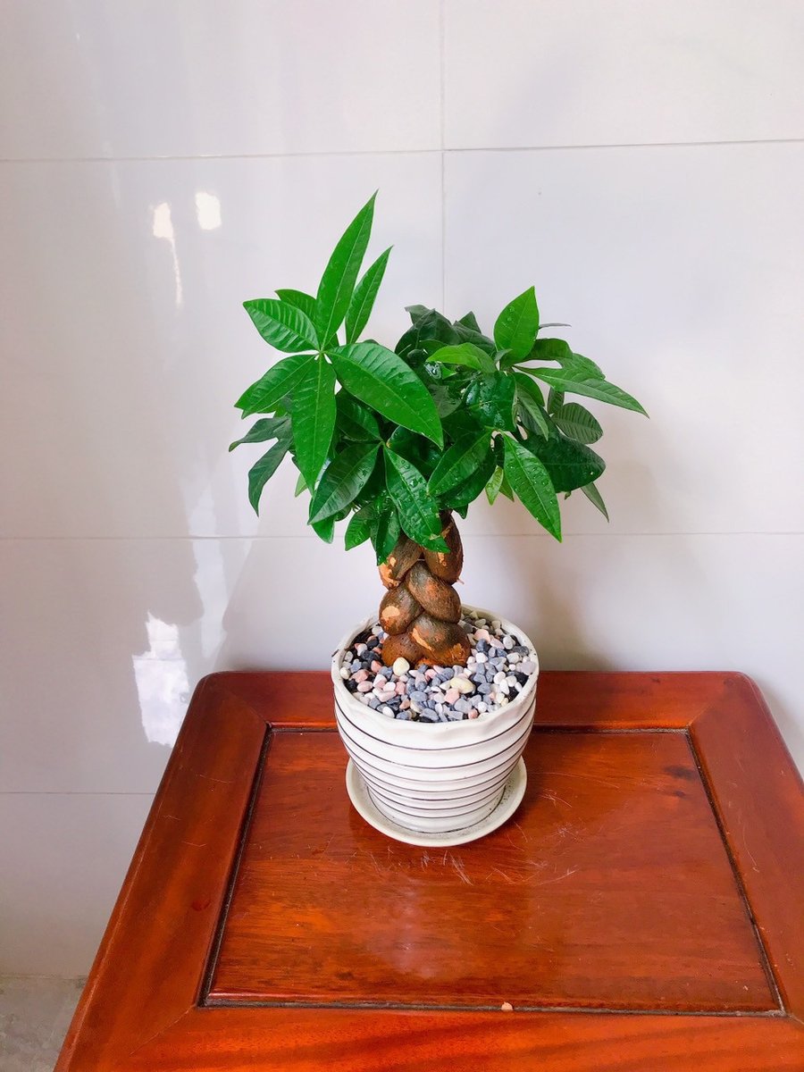 KIM NGÂN THẮT BÍM 2