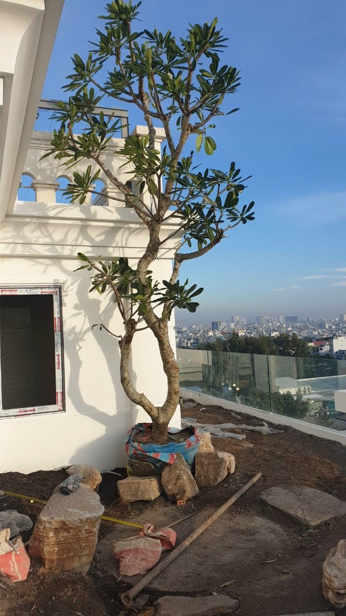 CÂY SỨ ĐẠI