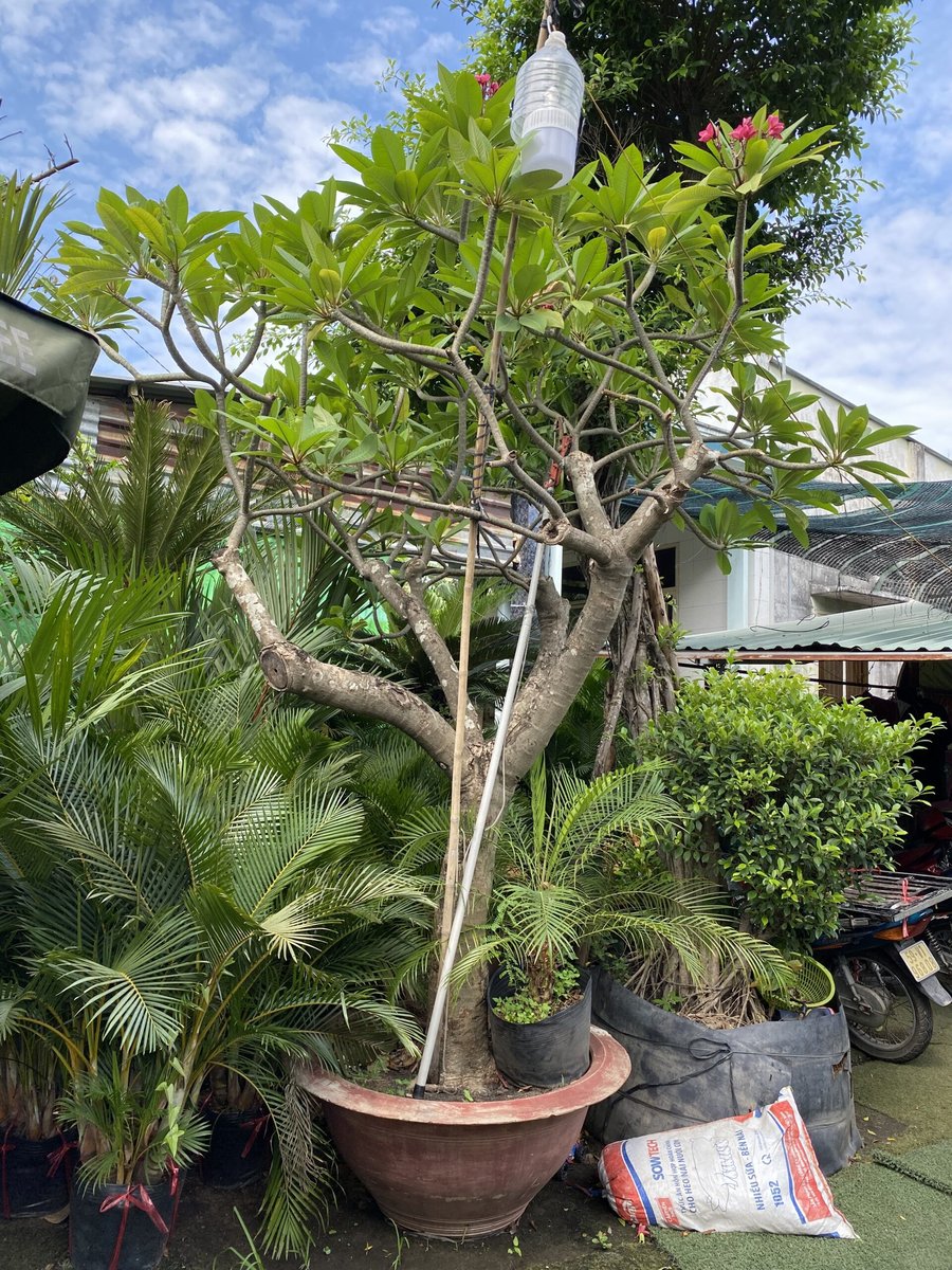 CÂY SỨ ĐẠI 3