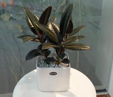 Cây Đa Búp Đỏ Để Bàn