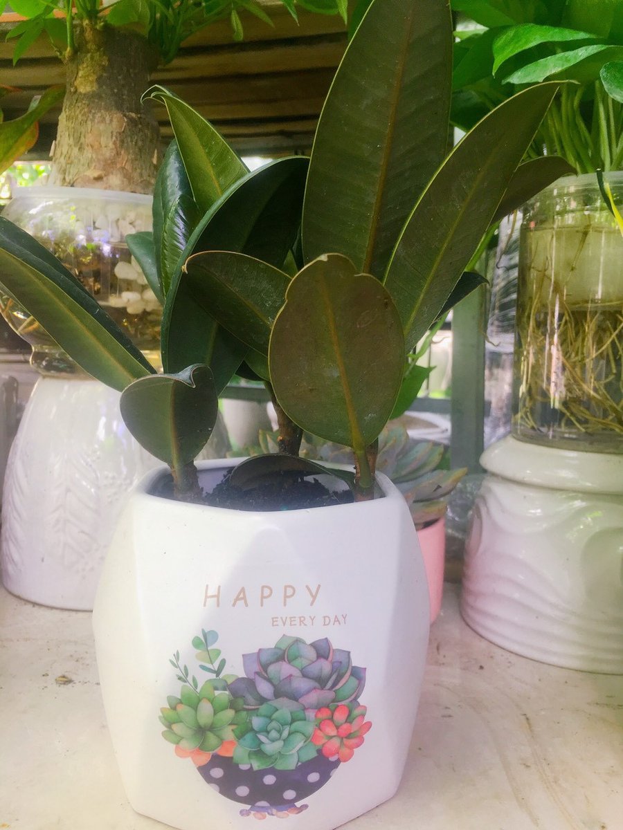 Cây Đa Búp Đỏ Để Bàn 3