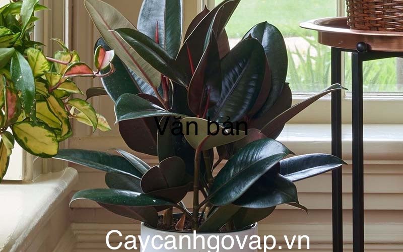 Cây Đa Búp Đỏ Để Bàn 2