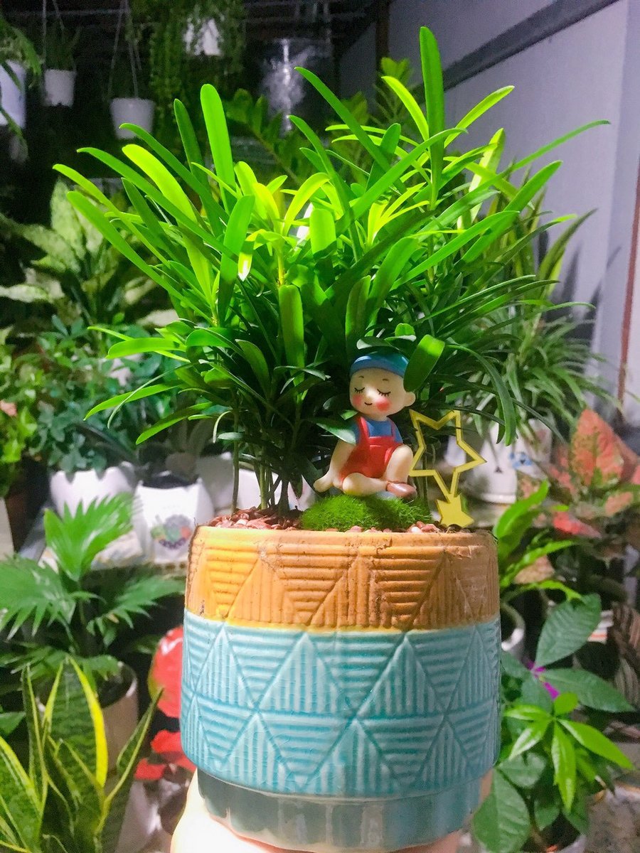 Cây Vạn Niên Tùng Để Bàn 2