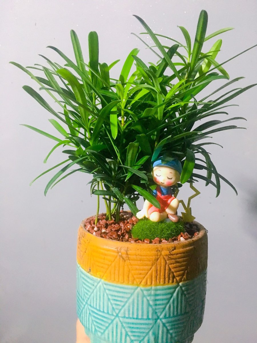 Cây Vạn Niên Tùng Để Bàn 3