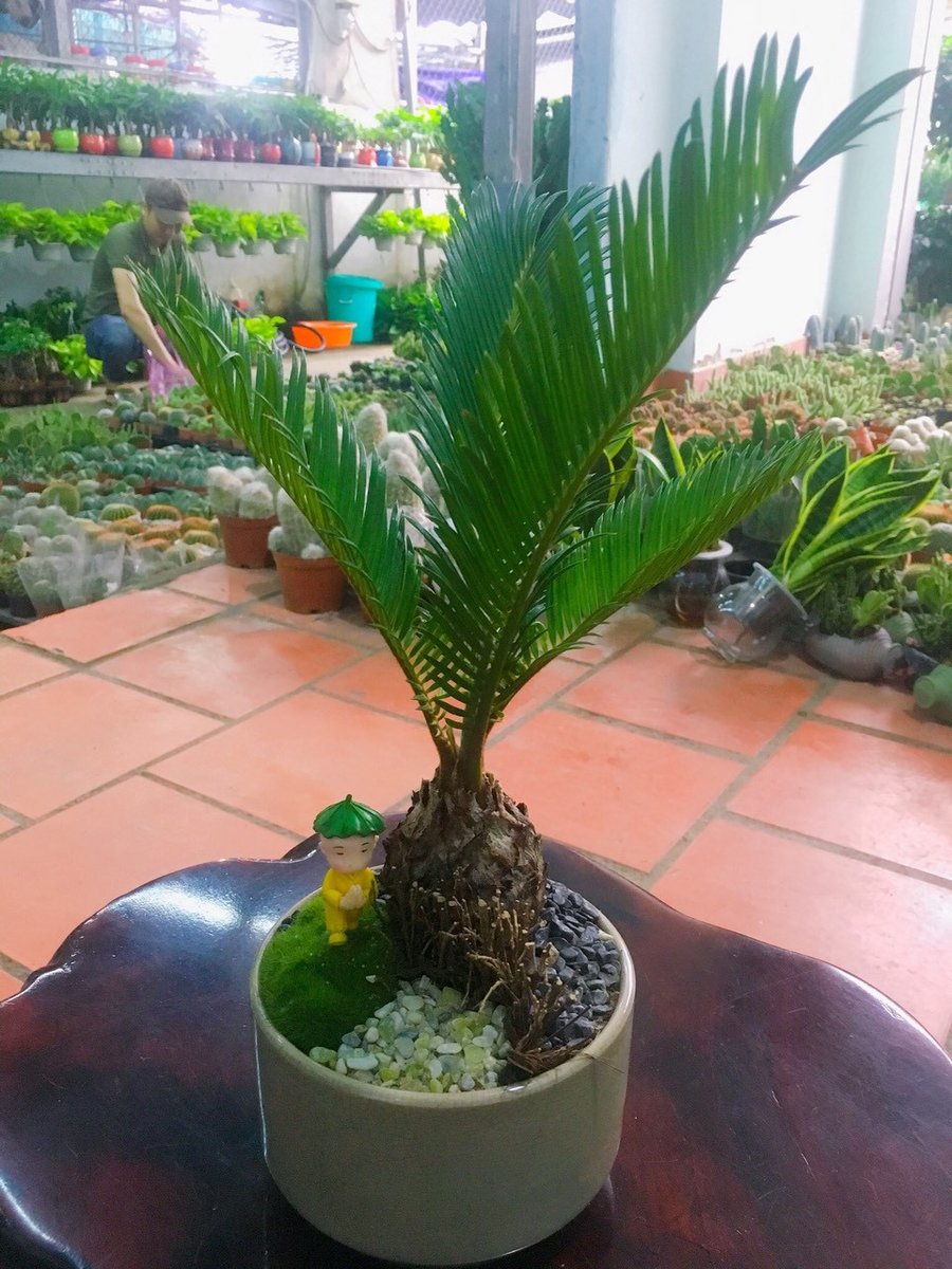 Cây Vạn Tuế Để Bàn