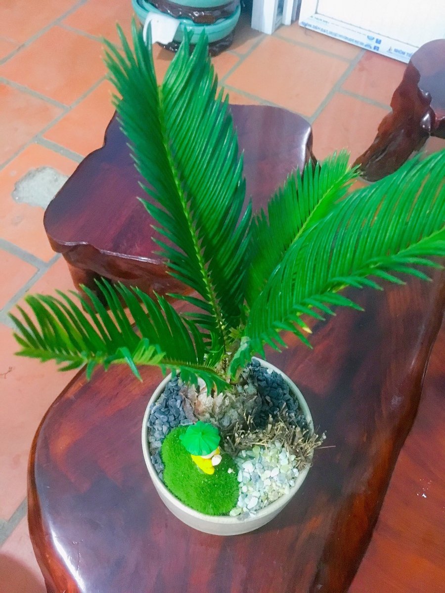 Cây Vạn Tuế Để Bàn 3